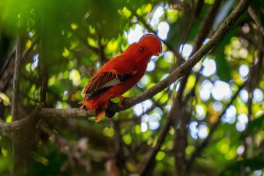 Male of Andean Cock-of-the-rock (Rupicola peruvianus) lekking and dyplaing in front of females, typical mating behaviour, beautiful orange bird in its natural enviroment, amazonian rain forest, Brazi