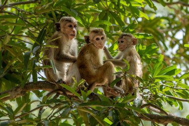 Toque macaque maymunu tropikal yağmur ormanlarının gölgesinde ince bir ağaç gövdesine tırmanır..