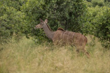 Eland antilobu (Taurotragus antilobu) - Güney Afrika 'nın en büyük antilobu.
