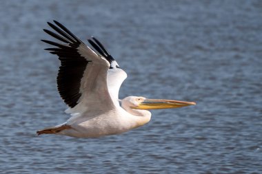 Beyaz pelikan, Pelecanus onocrotalus, Kerkini Gölü, Yunanistan. Mavi su yüzeyinde pelikanlar. Avrupa doğa Wildlife sahnesi. Kuş Dağı arka planı. Uzun Turuncu faturaları ile kuşlar.