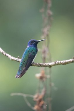 Yeşil ve mavi sinekkuşu, güzel sarı çiçeğin yanında uçuyor. Ekvador 'dan bir kuş, tropik dağ ormanı. Doğadan vahşi yaşam sahnesi. Güney Amerika 'da kuş izleme