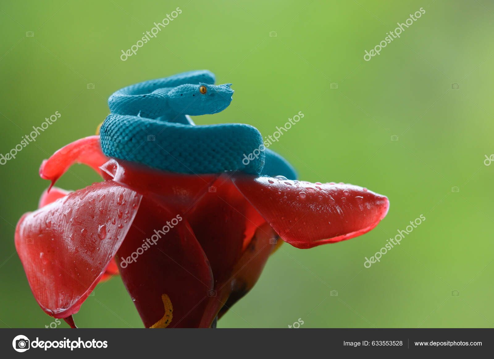 Serpente Azul-insularis Víbora Venenosa Imagem de Stock - Imagem