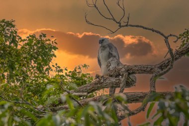 Harpy Eagle (Harpia harpyja) arka plan olarak yeşil doğa bokeh