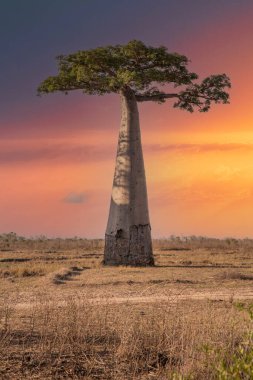 Baobab ağaçları gün batımında Madagaskar 'da Baobab Bulvarı' nda