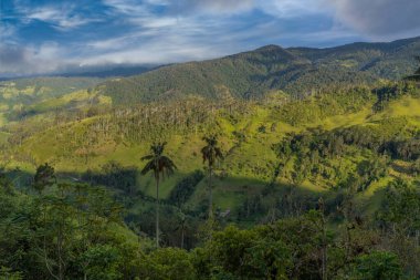 Wax palm trees, native to the humid montane forests of the Andes, towering the landscape of Cocora Valley at Salento, among the coffee zone of Colombia