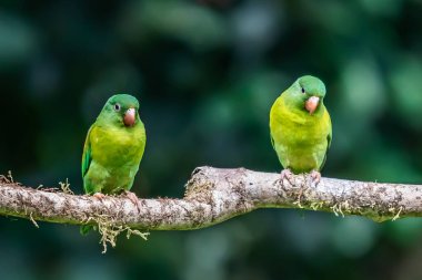 The orange-chinned parakeet (Brotogeris jugularis), also known as the Tovi parakeet, is a small mainly green parrot of the genus Brotogeris. It is found in Central America.