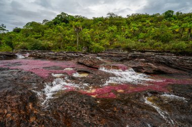 Kolombiya 'daki gökkuşağı nehri ya da beş renk nehri en güzel doğa yerlerinden biridir, adı Kristal Kanyon' dur.