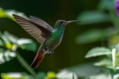 Yeşil ve mavi sinekkuşu, güzel sarı çiçeğin yanında uçuyor. Ekvador 'dan bir kuş, tropik dağ ormanı. Doğadan vahşi yaşam sahnesi. Güney Amerika 'da kuş izleme