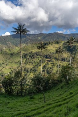 Wax palm trees, native to the humid montane forests of the Andes, towering the landscape of Cocora Valley at Salento, among the coffee zone of Colombia