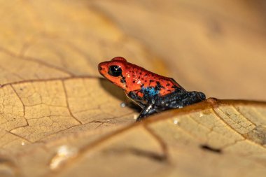 Kırmızı zehirli ok kurbağası - Oophaga pumilio, güzel kırmızı mavi bacaklı kurbağa Cental Amerika orman, Kosta Rika dan.