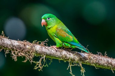 The orange-chinned parakeet (Brotogeris jugularis), also known as the Tovi parakeet, is a small mainly green parrot of the genus Brotogeris. It is found in Central America.