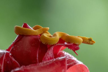 Kirpik Viper - Bothriechis schlegelii, Orta Amerika ormanlarından güzel renkli zehirli çukur engereği, Kosta Rika