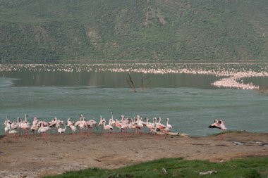 beautiful sunset over Lake Baringo with pink flamingos in the foreground