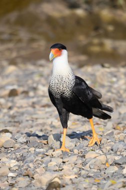 Northern Crested Caracara (Caracara cheriway) perched, Texas, USA