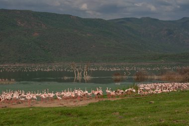 beautiful sunset over Lake Baringo with pink flamingos in the foreground