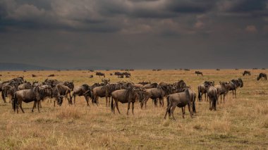 Wildebeest migration, Serengeti National Park, Tanzania, Africa