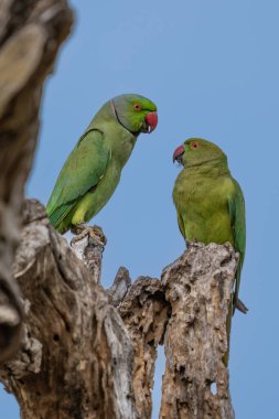 Halka boyunlu muhabbet kuşu bilinen gül halkalı muhabbetkuşu (Psittacula krameri), son derece büyük bir aralığı olan bir toplu halde yaşayan Afro-Asya muhabbet kuşu türüdür. Onlar-si olmak farklı bir yeşil renk.
