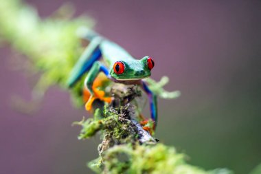 Kırmızı gözlü ağaç kurbağası, Agalychnis callidryas, Kosta Rika 'daki tropikal ormanda yeşil bir izinde oturuyor..
