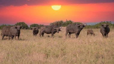 A Big old Cape Buffalo Dagga Bull ( Syncerus caffer) on a open grass plain