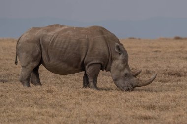 White Rhinoceros Ceratotherium simum Square-lipped Rhinoceros at Khama Rhino Sanctuary Kenya Africa.