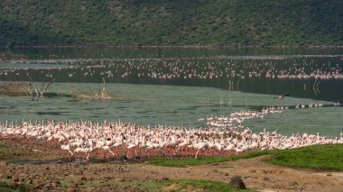 beautiful sunset over Lake Baringo with pink flamingos in the foreground
