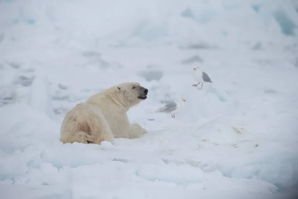 Oso Polar Ursus Maritimus Spitsbergen Océano Del Norte —  Fotos de Stock