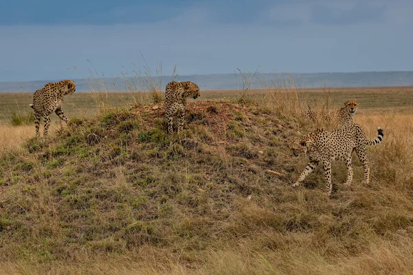 Horizontal Photograph Female Cheetah Acinonyx Jubatus Her Cubs Anthill Lookout — Stock Photo, Image