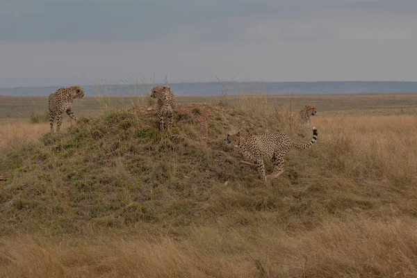 Horizontal Photograph Female Cheetah Acinonyx Jubatus Her Cubs Anthill Lookout — Stock Photo, Image