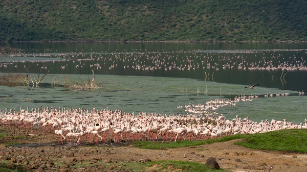 beautiful sunset over Lake Baringo with pink flamingos in the foreground