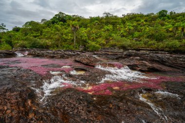 Kolombiya 'daki gökkuşağı nehri ya da beş renk nehri en güzel doğa yerlerinden biridir, adı Kristal Kanyon' dur.