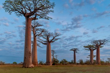 Baobab ağaçları gün batımında Madagaskar 'da Baobab Bulvarı' nda