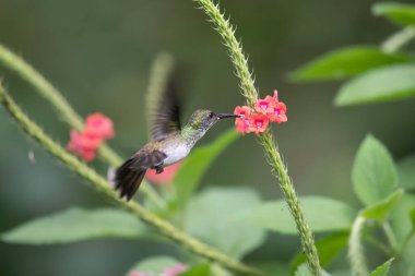 Yeşil ve mavi sinekkuşu, güzel sarı çiçeğin yanında uçuyor. Ekvador 'dan bir kuş, tropik dağ ormanı. Doğadan vahşi yaşam sahnesi. Güney Amerika 'da kuş izleme
