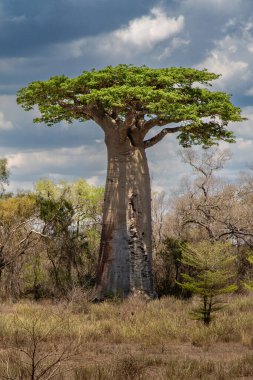 Baobab ağaçları gün batımında Madagaskar 'da Baobab Bulvarı' nda