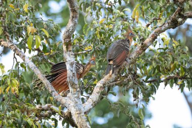 Güney Amerika, Peru 'daki Sandoval Gölü' ndeki Amazon yağmur ormanlarında büyüyen armalı Hoatzin (Opisthocomus hoazin).