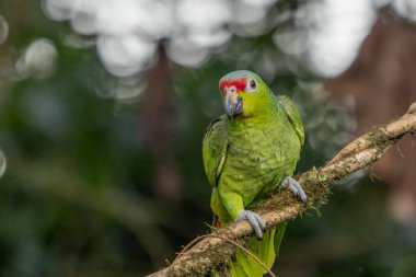 Kırmızı lorlu papağan, Amazona sonbaharı, açık yeşil papağan portresi, kırmızı saçlı, Kosta Rika. Kuşun yakın plan portresini detaylandır. Kuş ve pembe çiçek. Tropikal doğadan vahşi yaşam sahnesi
