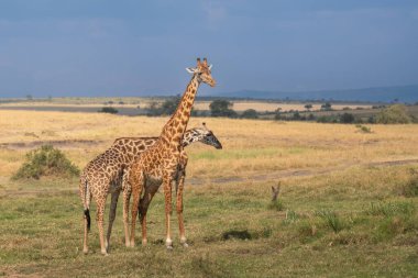 Giraffe in front Amboseli national park Kenya masai mara.(Giraffa reticulata) sunset.