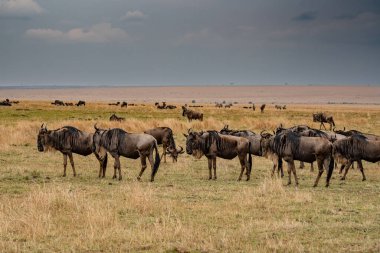 Wildebeest migration, Serengeti National Park, Tanzania, Africa