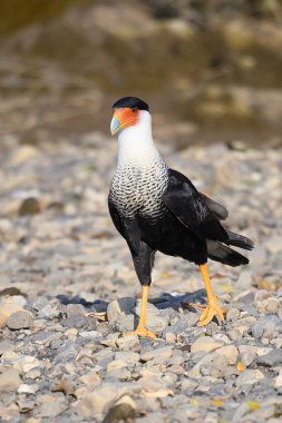 Northern Crested Caracara (Caracara cheriway) perched, Texas, USA