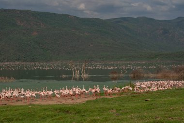 beautiful sunset over Lake Baringo with pink flamingos in the foreground