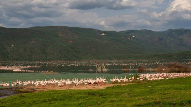 beautiful sunset over Lake Baringo with pink flamingos in the foreground
