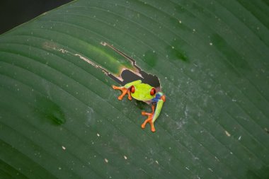 Kırmızı gözlü ağaç kurbağası, Agalychnis callidryas, Kosta Rika 'daki tropikal ormanda yeşil bir izinde oturuyor..
