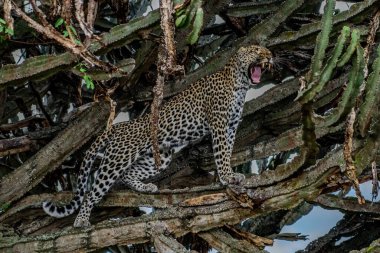 Erkek Afrika Leoparı (Panthera pardus) Güney Afrika 'da ağaçta