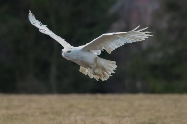 Karlı baykuş (Bubo scandiacus) Quebec, Kanada 'da avlanmak için bir direkten havalanırken kanatlarını açar.