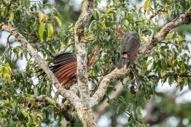 Güney Amerika, Peru 'daki Sandoval Gölü' ndeki Amazon yağmur ormanlarında büyüyen armalı Hoatzin (Opisthocomus hoazin).