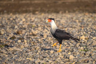 Northern Crested Caracara (Caracara cheriway) perched, Texas, USA