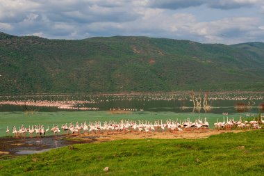 beautiful sunset over Lake Baringo with pink flamingos in the foreground