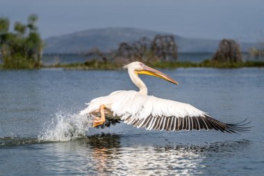 Beyaz pelikan, Pelecanus onocrotalus, Kerkini Gölü, Yunanistan. Mavi su yüzeyinde pelikanlar. Avrupa doğa Wildlife sahnesi. Kuş Dağı arka planı. Uzun Turuncu faturaları ile kuşlar.