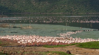 beautiful sunset over Lake Baringo with pink flamingos in the foreground