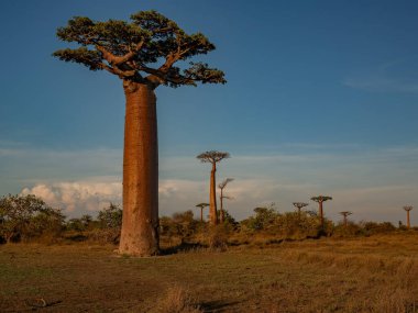 Baobab ağaçları gün batımında Madagaskar 'da Baobab Bulvarı' nda