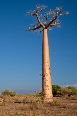Baobab ağaçları gün batımında Madagaskar 'da Baobab Bulvarı' nda